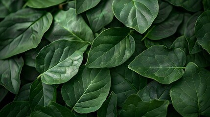 Macro photo of green textured leaves background