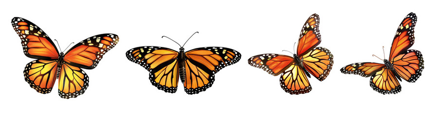 Obraz premium Monarch Butterflies Isolated on a Transparent Background
