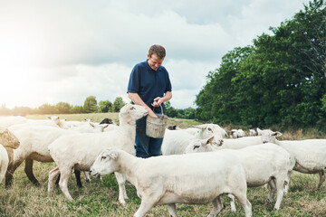 Man, farmer and bucket for feeding sheep on field in countryside with care for stock, food or eating. Animal, shepherd and grain at farm for diet, meat or wool production with health in New Zealand © AK Coop/peopleimages.com