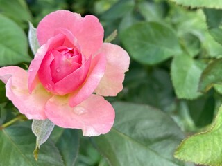 Pink and white rose bush shrub flower 2.11