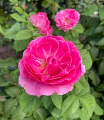 Shrub Rose in hot pink flower 2.12
