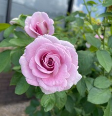 Pink Rose bush number three