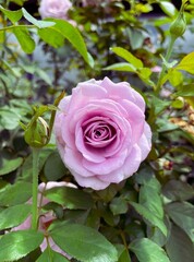 Purple Bush rose flower