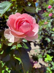 Pink bush rose bud flower