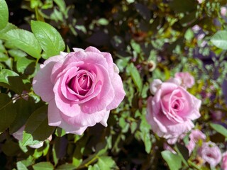 Purple bush Rose flower