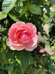Carnation pink rose bush 