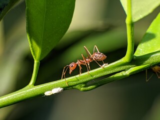 Weaver ants or Oecophylla are walking on a tree trunk