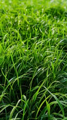 Obraz premium Lush, vibrant green blades of grass densely packed together, creating a rich and textured carpet of foliage with sunlight highlighting the leaves.