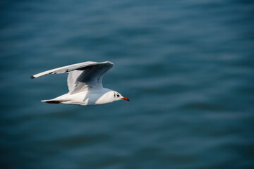 A Black-headed Gull Chroicocephalus ridibundus with a distinctive red beak flies over the calm blue ocean, its white and grey wings spread wide in graceful flight