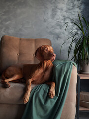 A Hungarian Vizsla dog lounges on a couch, partially draped by a green blanket, exuding a sense of...