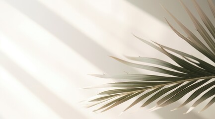 Fototapeta premium Minimalist white background with tropical palm leaves and shadow on the wall for product photography with minimalist design and tropical mood