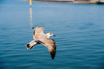A juvenile European herring gull Larus argentatus in mid-flight over a calm, blue water surface in the Netherlands, capturing the elegance and freedom of the bird.