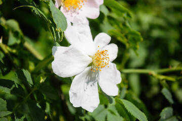 Close-up of a white wild rose Rosa canina in full bloom, surrounded by green foliage, highlighting the delicate petals and vibrant yellow stamens in a natural setting.