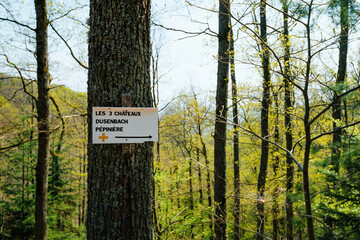 A directional sign on a tree trunk in a forest, indicating the way to Les 3 ChÃ¢teaux, Dusenbach, and PÃ©piniÃ¨re, with lush green foliage in the background.