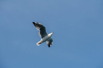 Seagull in flight with outstretched wings against a clear blue sky