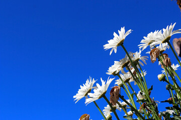Low angle view of bellis perennis, commonly known as common daisy, lawn daisy or English daisy with copy space for additional text or elements. © Max Asrory