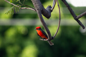 Colorful red vermilion flycatcher on a sunny day with green trees in the background. Pyrocephalus rubinus