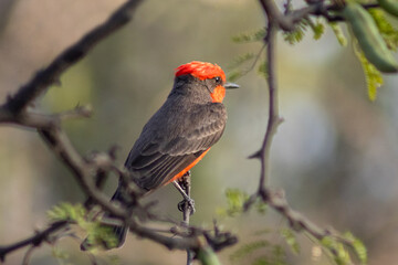 Male elephant wild vermilion flycatcher seen from behind standing on a branch. Pyrocephalus rubinus