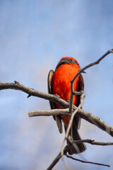 Vibrant Vermilion Flycatcher seen from above in its natural habitat with a blue sky perched on a branch with a blue sky. Pyrocephalus rubinus