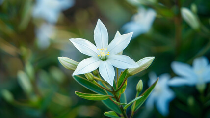Jasmine Philadelphus flowers and leaves in a floral arrangement isolated on white background. Jasmine Philadelphus, floral arrangement, white background, flowers and leaves, isolated flowers,