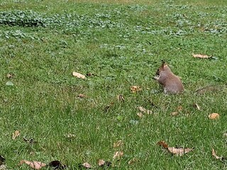 Fat squirrel in the park