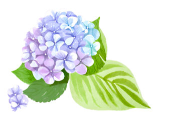 hydrangea flower
