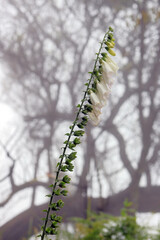 Digitalis purpurea, the foxglove or common foxglove, a poisonous species of flowering plant in the plantain family Plantaginaceae