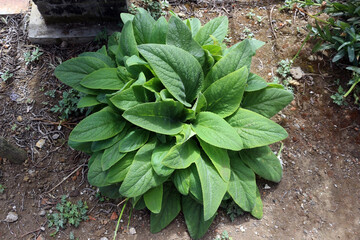 High angle view of Digitalis purpurea bush, the foxglove or common foxglove, a poisonous species of flowering plant in the plantain family Plantaginaceae