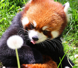 The red panda (Ailurus fulgens), also called lesser panda and red cat-bear, is a small arboreal mammal native to the eastern Himalayas and south-western China.