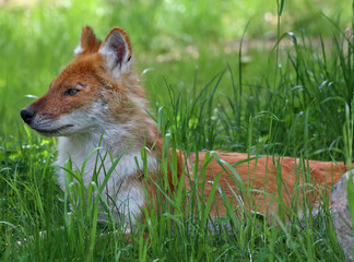 The dhole (Cuon alpinus) is a canid native to Central, South, East and Southeast Asia. It is genetically close to species within the genus Canis,