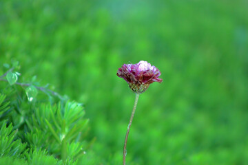 Macro photography of Chrysanthemums, sometimes called mums or chrysanths, flowering plants of the genus Chrysanthemum in the family Asteraceae. Green grass background texture.