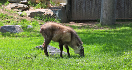 Japanese serow Capricornis crispus is a Japanese goat-antelope, an even-toed ungulate mammal. It is...