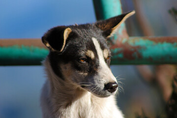 Closeup view of a street dog with angry face.