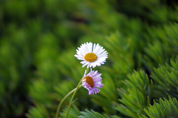 Macro photography concept of bellis perennis, commonly known as common daisy, lawn daisy or English daisy with green blurry abstract background © Max Asrory
