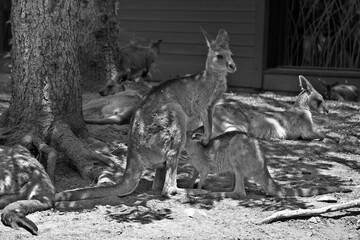 The kangaroo is a marsupial from the family Macropodidae (macropods, meaning 'large foot').