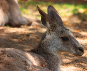 The kangaroo is a marsupial from the family Macropodidae (macropods, meaning 'large foot').