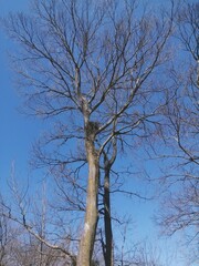 冬の樹上のカラスの巣と青い空
