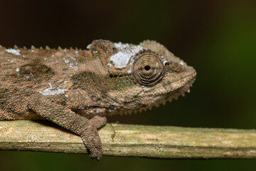 A beautiful adult Midlands Dwarf Chameleon Complex (Complex Bradypodion melanocephalum) displaying its camouflage  