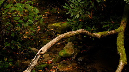 Tree Branch in Forest Pond