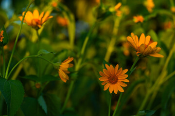 Yellow Flowers