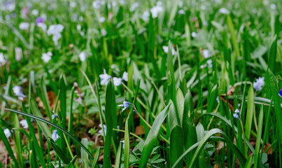 A lush field of spring flowers and green foliage, hinting at the vibrant life and natural beauty of the changing seasons
