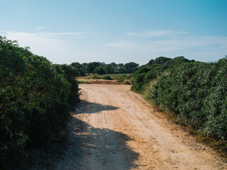 A dirt road winds through a forest of trees and bushes in Llucmajor, Balearic Islands, Spain, under the warm sunlight.