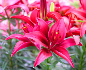 Fototapeta premium Amaryllis is the only genus in the subtribe Amaryllidinae (tribe Amaryllideae). It is a small genus of flowering bulbs, with two species.