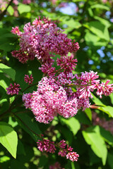 Syringa vulgaris (lilac or common lilac) is a species of flowering plant in the olive family Oleaceae, native to the Balkan Peninsula, where it grows on rocky hill