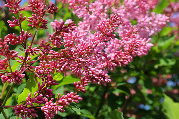 Syringa vulgaris (lilac or common lilac) is a species of flowering plant in the olive family Oleaceae, native to the Balkan Peninsula, where it grows on rocky hill