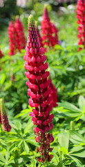 Lupinus, commonly known as lupin, lupine or regionally bluebonnet, is a genus of plants in the legume family Fabaceae. The genus includes over 199 species, with centers of diversity 
