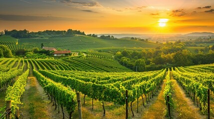 Fototapeta premium Picturesque vineyard with rows of grapevines and a rustic winery at sunset AI generated