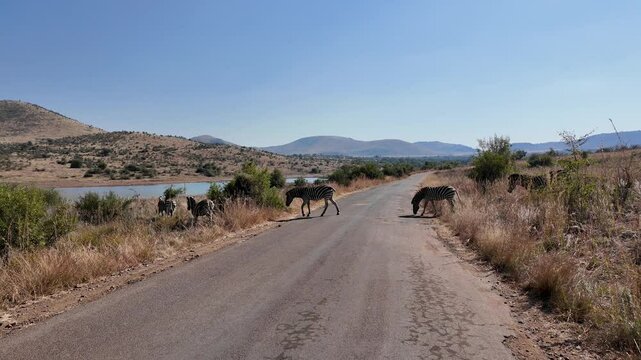 Zebras On Street At Pilanesberg National Park North West South Africa. African Big Five Animals In The Stunning Safari. Countryside Sky Rural Field. Landscapes Rural Panoramic Sky.