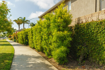 Buddhist Pine, Plum Pine, or Kusamaki ( Podocarpus macrophyllus). Medium-sized evergreen trees...