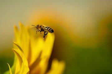 bee on yellow sunflower
